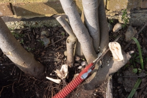 Renovating An Old Fig Tree