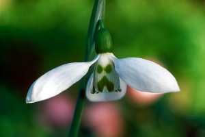 Snowdrops