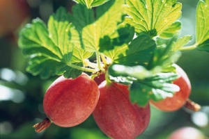 Soft Fruit