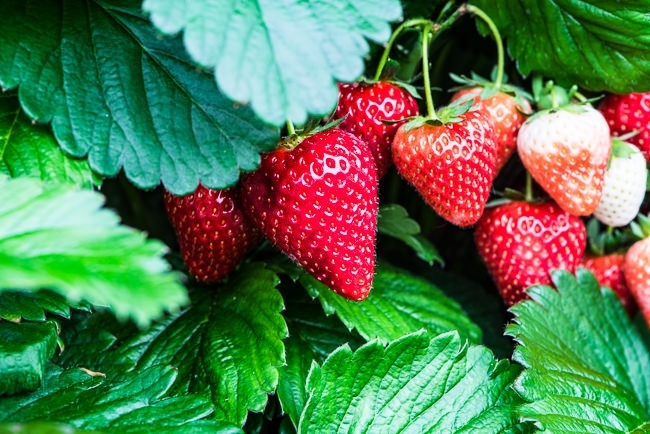 Strawberry 'Cupid'