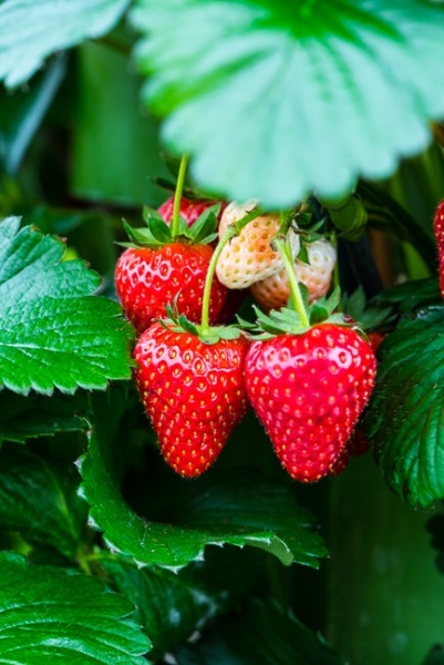 Strawberry 'Cupid'