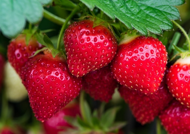 Strawberry 'Symphony'