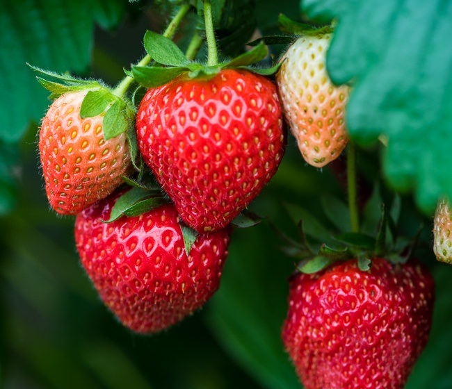 Strawberry 'Fenella'