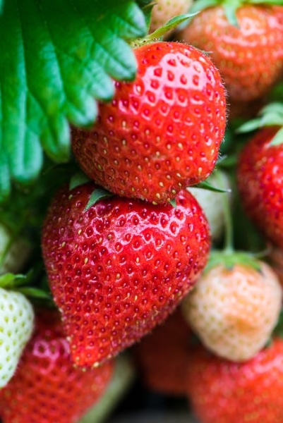 Strawberry 'Hapil'