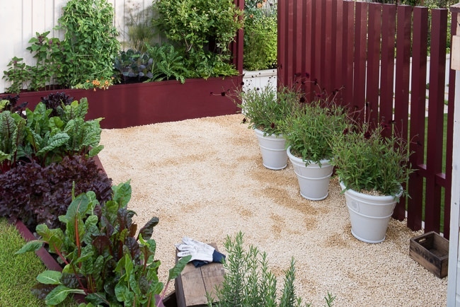 Vegetables planted in raised beds in a small garden