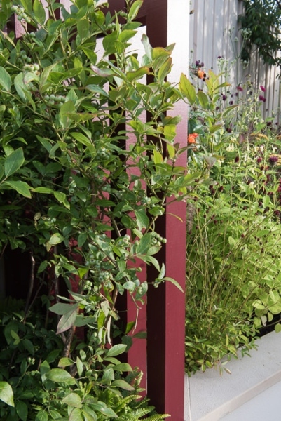 Blueberry bush