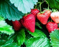 Strawberry 'Cupid'