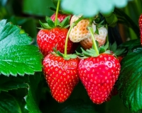 Strawberry 'Cupid'