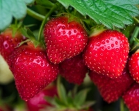 Strawberry 'Symphony'