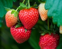 Strawberry 'Fenella'