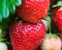 Strawberry 'Hapil'