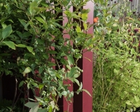 Blueberry bush