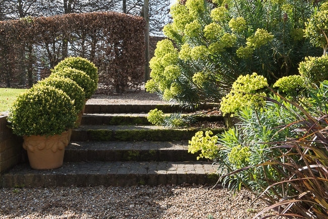 Box balls in terracotta pots on steps with Euphorbia wulfenii and Beech hedge in background