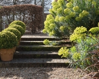 Box balls in terracotta pots on steps with Euphorbia wulfenii and Beech hedge in background