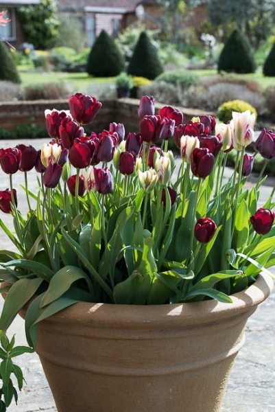 Tulipa 'Flaming Spring Green' and 'Ronaldo' in a terracotta container