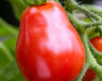 30720