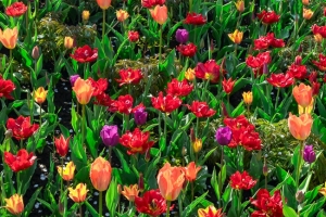 Tulips