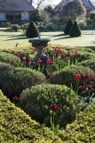Star shaped Box topiary hedge enclosing sundial, lavender and tulips