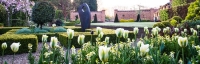 Tulip viridiflora 'Spring Green' and wallflowers in sunken garden
