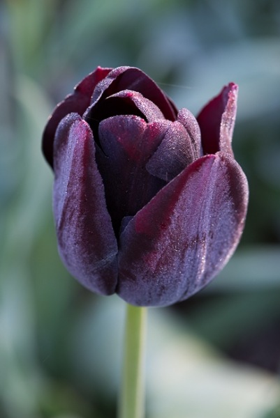 Tulip 'Ronaldo' with light frost