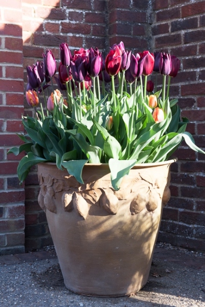 Tulips in a terracotta container, Tulipa 'National Velvet', 'Havran' and 'Prinses Irene'