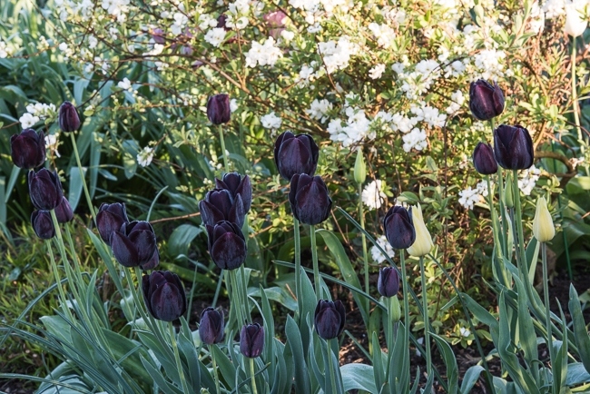 Tulip 'Queen of the Night' and Exochorda 'The Bride'