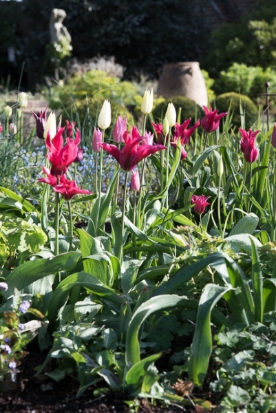 Tulipa 'Doll's Minuet', 'China Pink' and 'White Triumphator'
