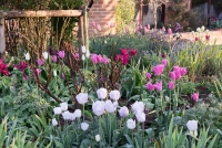 Tulipa 'Shirley', 'Dolls Minuet', 'China Pink' and 'White Triumphator' in front, Menton and 'Spring Green' in the background.
