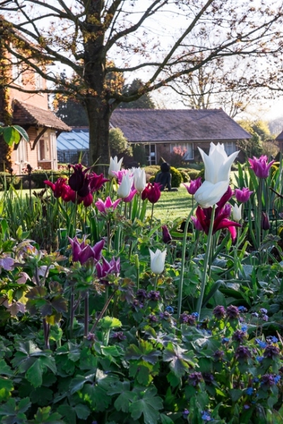 Tulips in a border