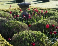 Star shaped Box topiary hedge enclosing sundial, lavender and tulips