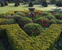 Star shaped Box topiary hedge enclosing sundial, lavender and tulips