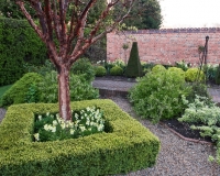 Acer griseum  enclosed by a low Box hedge with pale yellow wallflowers