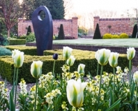 Tulip viridiflora 'Spring Green' and wallflowers in sunken garden