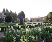 Tulip viridiflora 'Spring Green' and wallflowers in sunken garden