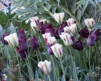 Tulips, Flaming Spring Green and Ronaldo