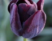 Tulip 'Ronaldo' with light frost