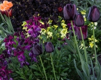 Tulip 'Queen of the Night' and Erysimum cheiri Fi Hybrid Sunset Dark Purple