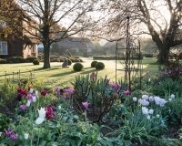 Sunlight  over the frosty lawn and various tulips in a border