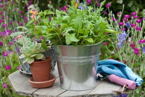 Vegetables in Containers