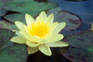 Waterlilies