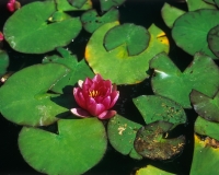20062