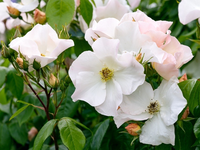 30277